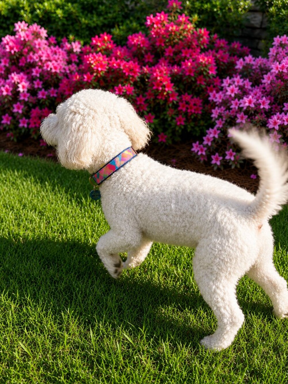 Preppy Pink Madras Size Medium Premium Ribbon Dog Collar by Up Country